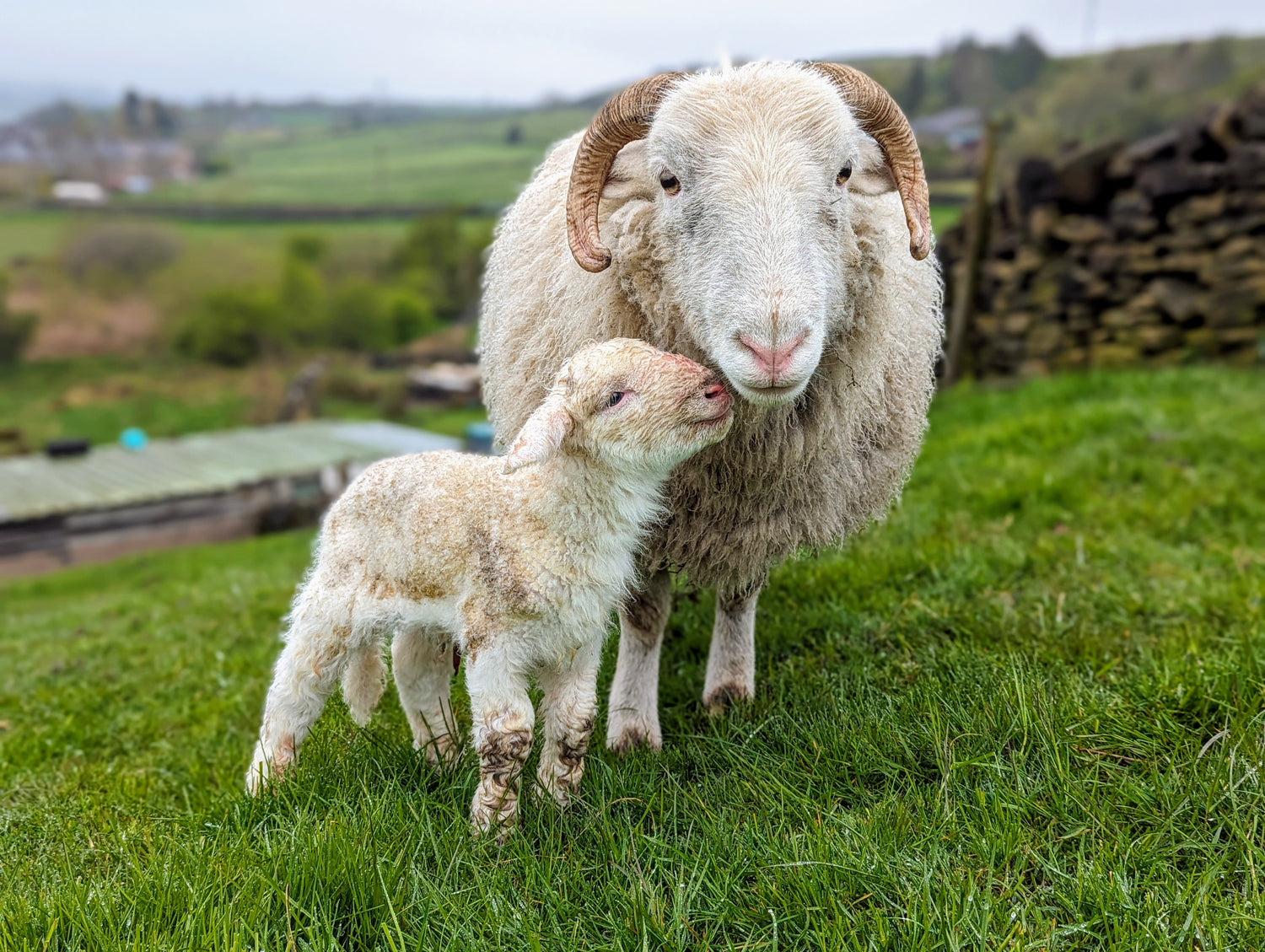 Naturally Woodland whitefaced woodland ewe and lamb