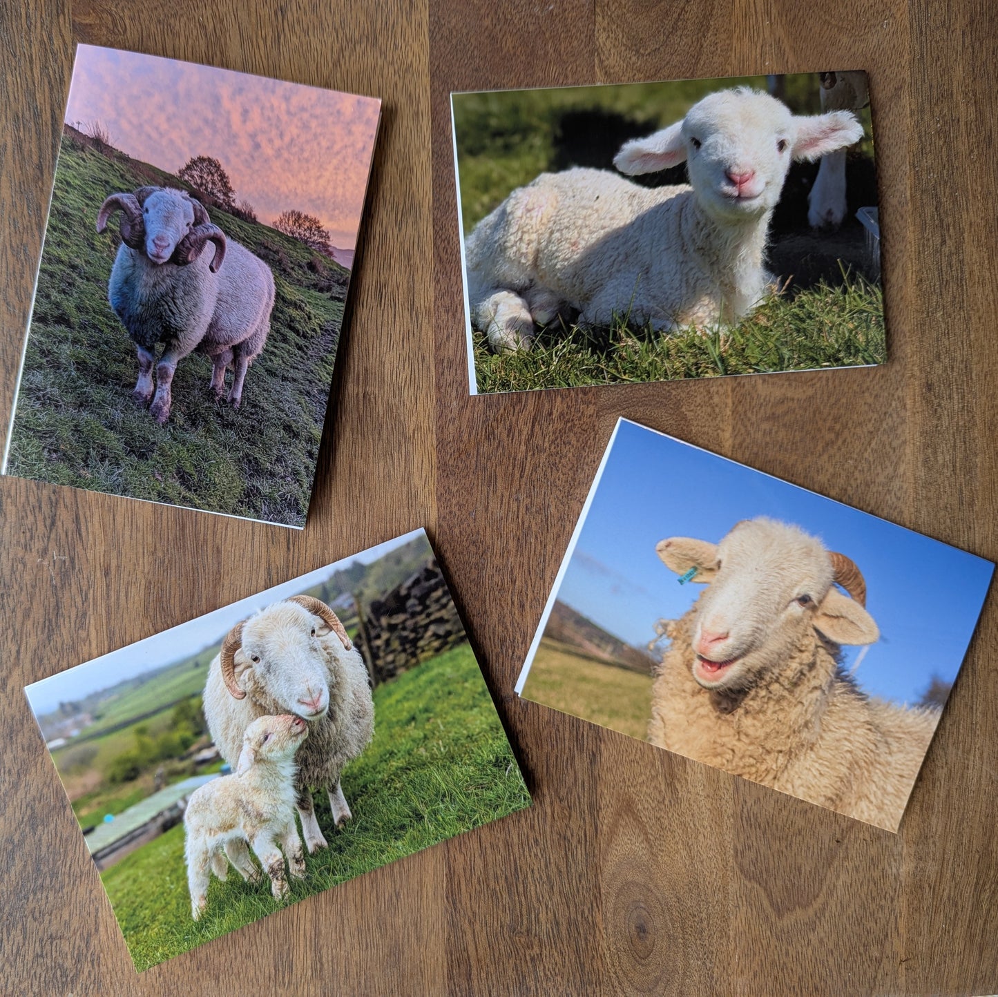 Mixed Set of Printed Sheep Cards