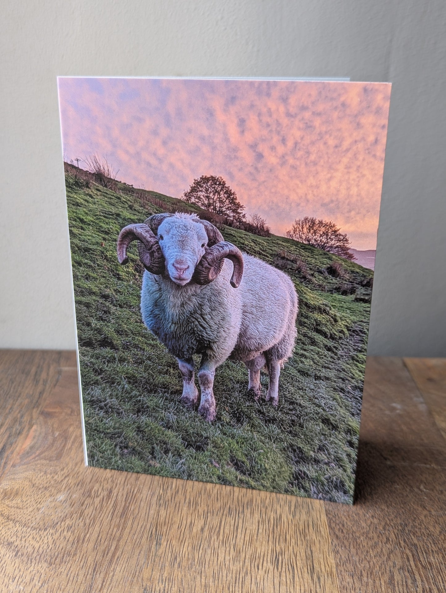 Printed Sheep Card